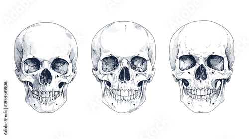 Three anatomical illustrations of human skulls, showcasing detail and variations, on a white background