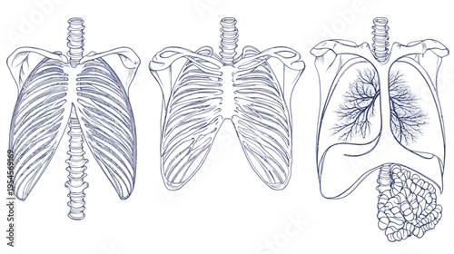 Hand-drawn illustrations depicting the human torso, highlighting the skeletal structure and organs