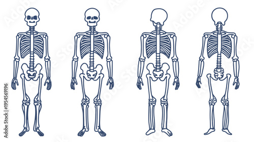 Four stylized illustrations of human skeletons in various front and back views