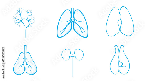 Six illustrations of internal organs, outlined in blue, depicting anatomical representations