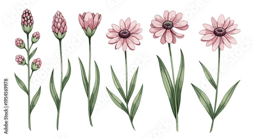 Detailed sequence showing the various growth stages of a pink daisy-like flower from a tight bud to a full blooming blossom with green leaves.