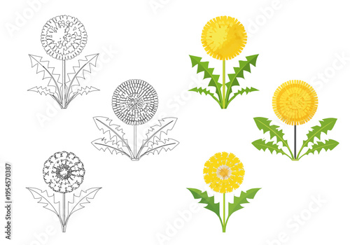 たんぽぽのイラストセット、春の黄色い花、カラーと線画、ベクターデータ