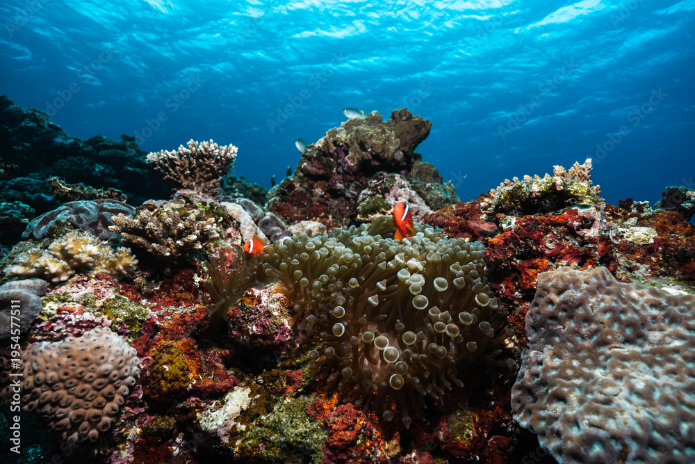 Fototapeta premium Coral reef with clownfish in sea anemone and clear blue water