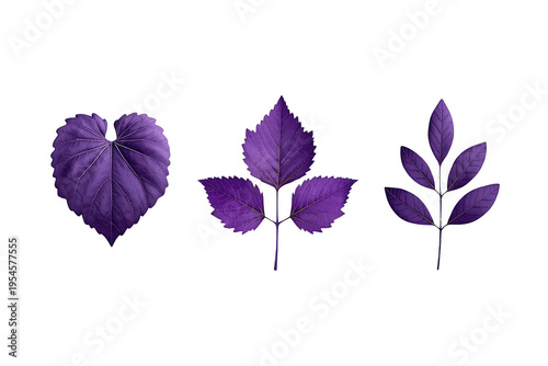 Purple leaves collection on transparent background, showing botanical variety and vibrant violet foliage