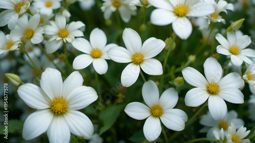 White flowers background.