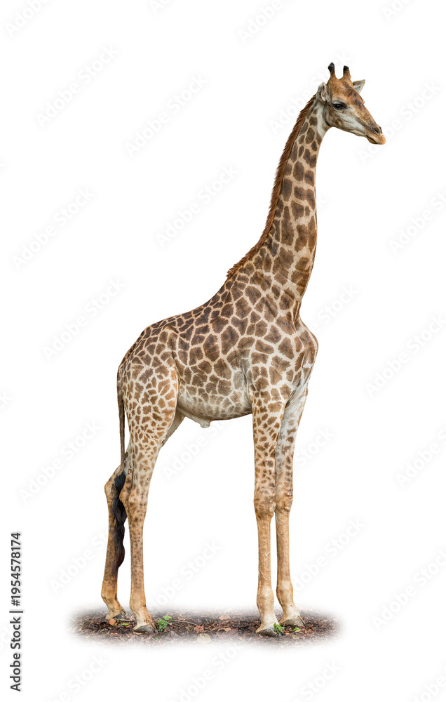 Obraz premium Majestic Giraffe standing tall with its long neck and patterned coat against a white background