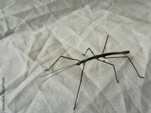 Canvastavla Close-up of a stick insect resting on a light-colored fabric surface, showcasing its natural camouflage that closely resembles a thin twig