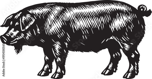 Black and white pig illustration with vintage woodcut style standing profile farm animal concept