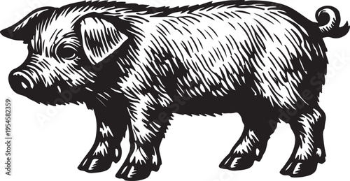 Pig illustration side profile black and white sketch farm animal livestock