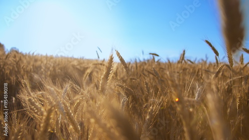 Obraz na plátně Golden Wheat Field Under Clear Blue Sky in Sunny Weather, have fun and enjoy