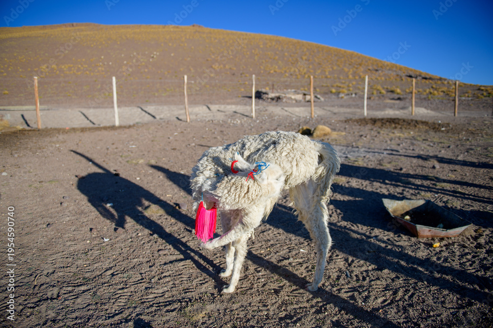 Obraz premium Thirsty white llama drinking water from pink bucket in arid desert