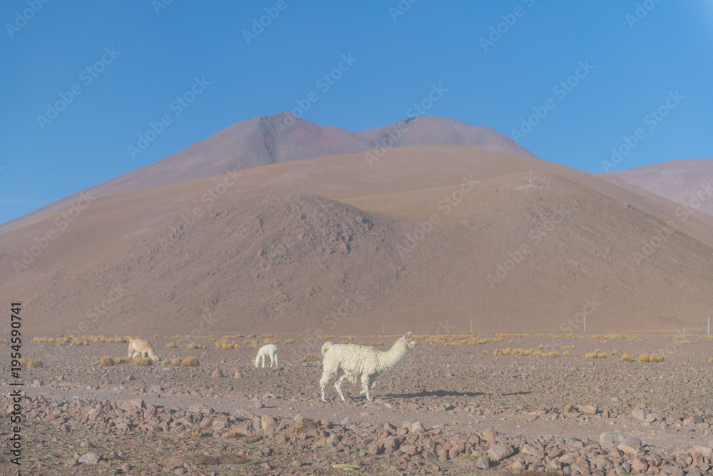 Fototapeta premium Peaceful llama in Andes mountain desert, beautiful landscape in Bolivia and Chile