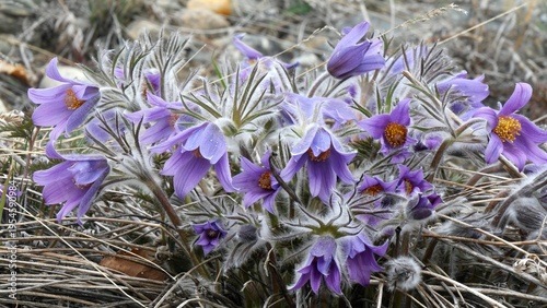 Foto Beautiful blue flowers of the plant called Pasque Flower (Siberian Snowdrop) among the grass that has not yet turned green on a spring day in Siberian mountains