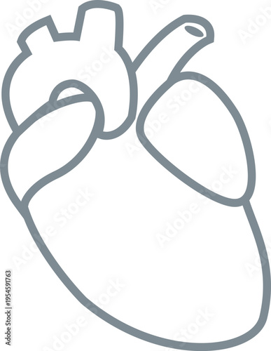 Human Heart Anatomical Line Drawing