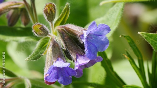  Beautiful blue flowers of a plant called lungwort in the Siberian mountains on a sunny spring day.
 