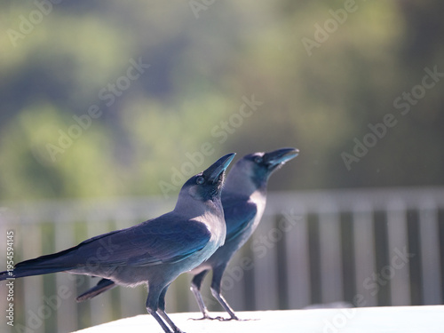 House Crow