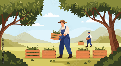 Group of farmers working hard in an olive grove, picking olives and carrying wooden crates full of fresh harvest during the season.