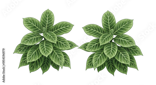 Illustration of two vibrant green houseplants with broad textured leaves isolated on plain white background for natural home decoration.