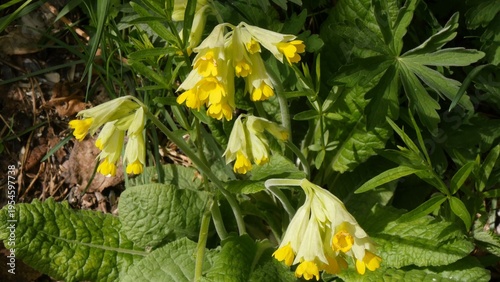 Fotografie Beautiful yellow flowers called primroses in the Siberian mountains in the fields on a sunny spring day