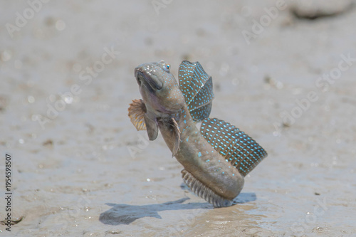 Wallpaper Mural 求愛のジャンプをするムツゴロウ Torontodigital.ca