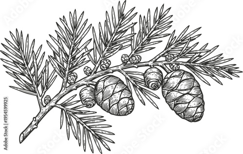 Detailed hand drawn pine branch with cones and needles illustration in black and white