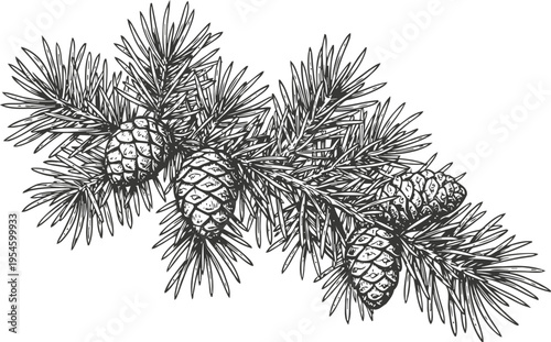 Detailed black and white illustration of pine branch with cones, evergreen tree nature drawing