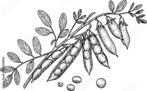 Black and white botanical illustration of mature pea pods on a branch with leaves, seeds scattered