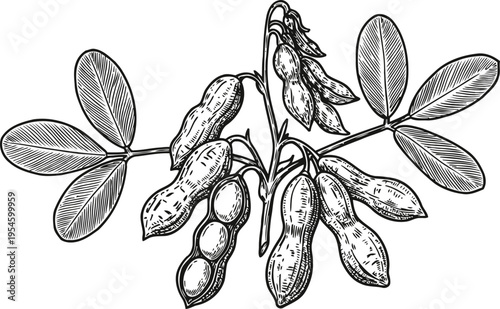 Peanut plant branch with pods and leaves detailed botanical illustration
