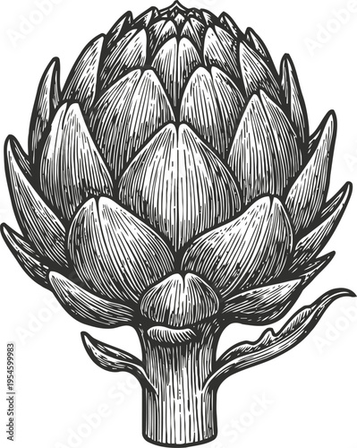 Detailed black and white artichoke illustration botanical vegetable sketch with intricate leaf texture vintage plant drawing