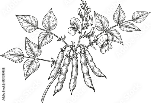 Black and white sketch of a soybean plant branch with pods, leaves, and flowers in detailed line art