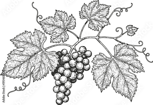 Grape vine branch with detailed leaves and ripe grape cluster black and white botanical illustration
