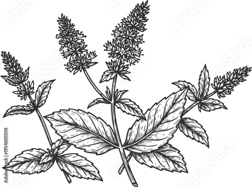 Detailed botanical illustration of mint plant branches with leaves and flower spikes
