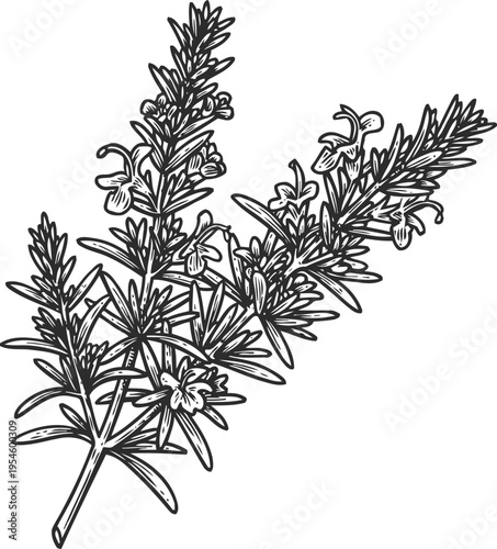 Hand drawn rosemary herb sprig with flowers, detailed botanical illustration, natural aromatic plant