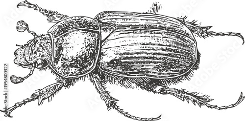 Detailed vintage engraving of a beetle insect with textured body and segmented legs