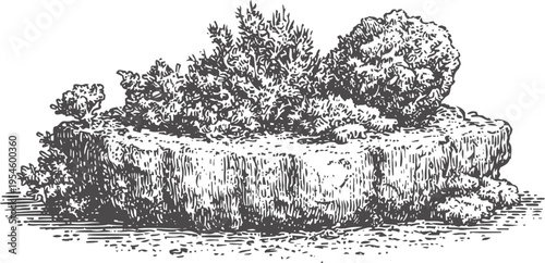 Old vintage engraving of a small rocky island with dense bushy vegetation and textured surface