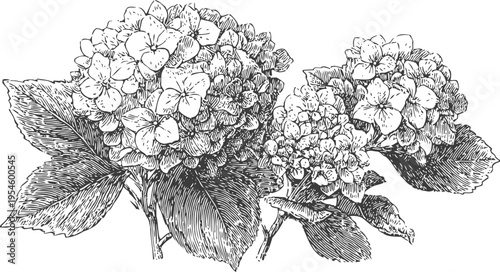 Vintage hydrangea flowers with leaves illustration hand drawn botanical garden sketch floral design element black and white