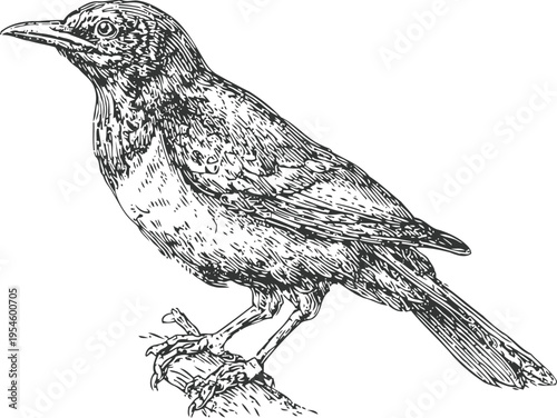 Detailed black and white bird illustration perched on branch with intricate feather texture and sharp beak
