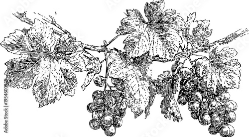 detailed black and white illustration of grapevine with clusters of grapes and textured leaves