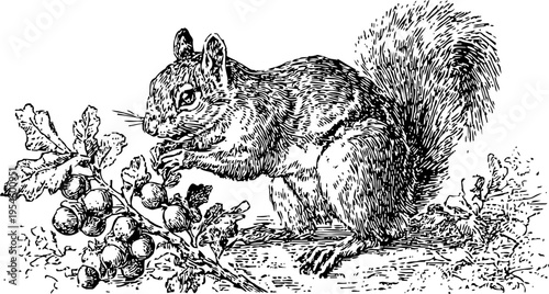 Detailed vintage illustration of a squirrel eating berries on a tree branch in black and white