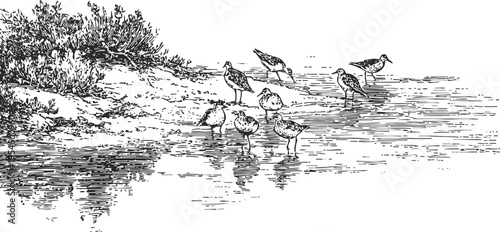 Shorebirds wading on calm beach water near coastal vegetation detailed black and white drawing