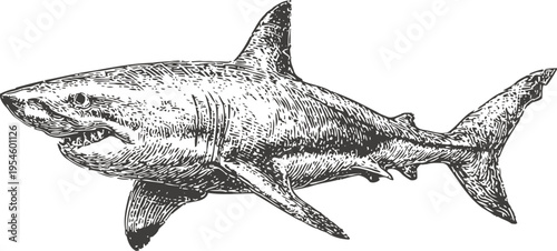 Detailed vintage illustration of a great white shark swimming with open mouth and sharp teeth