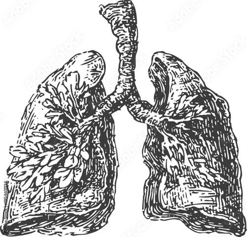 Detailed vintage illustration of human lungs showing bronchial tubes and lung structure