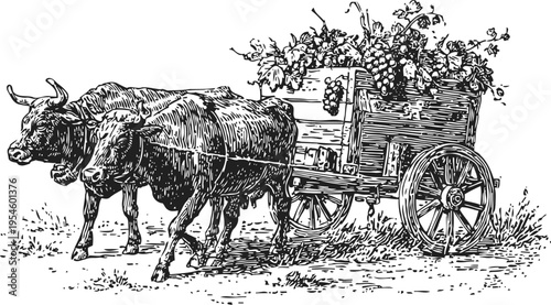 Oxen pulling a wooden cart filled with grapes and leaves vintage agricultural transportation scene