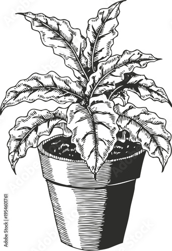 Potted plant with large textured leaves in detailed black and white line art drawing illustration