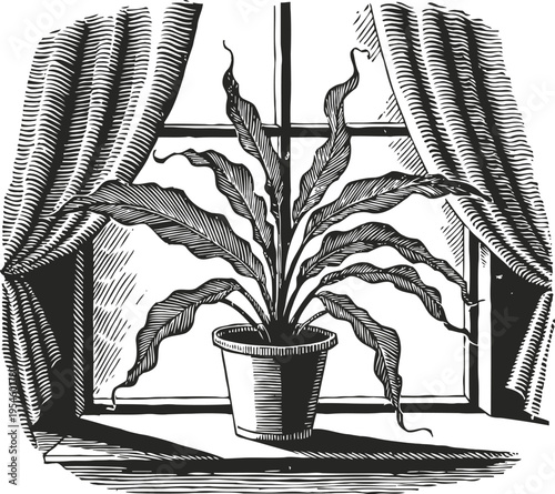 Indoor potted plant with long wavy leaves on windowsill framed by curtains in vintage