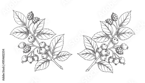 Hand drawn black ink of berry branches with leaves leaf