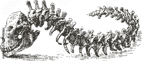 Vintage detailed illustration of a mythical serpent skeleton curled with a skull head