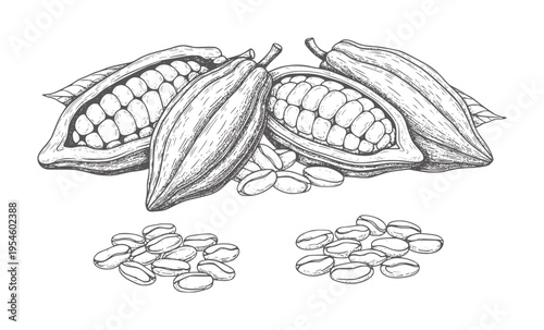 Hand drawn cocoa pods and beans cacao seed