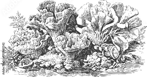 Detailed black and white illustration of various coral reef formations underwater