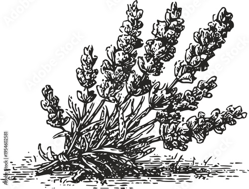 detailed black and white vintage illustration of lavender herb flowering plant with stems and leaves